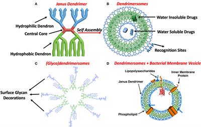 Bioactive Virus-Mimicking Nanovesicles From Dendrimersomes: A Novel Approach to Understanding SARS-CoV-2 Host-Interactions to Better Design Therapeutics